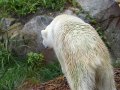 ZOO-Viden 24 srpen 2014 007.JPG